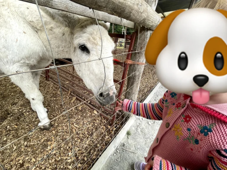 A child feeding a white donkey at Newbridge Farm Park