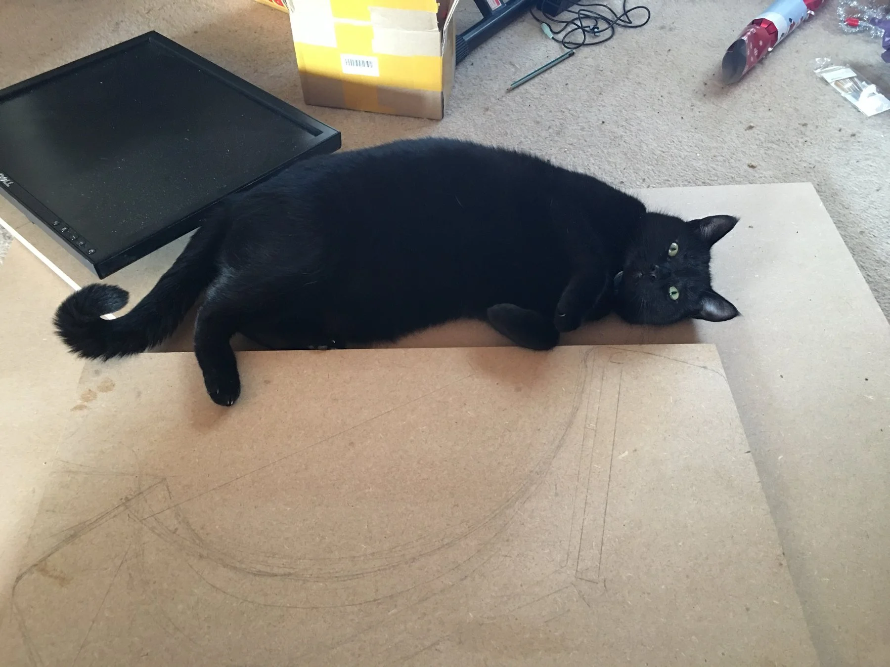 A black cat lying on the MDF template